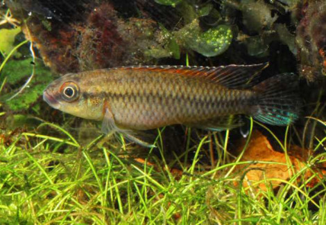 Congochromis Dimidiatus S
