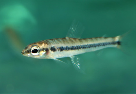 Nannocharax Altus M