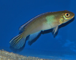 Nanochromis Parilus L