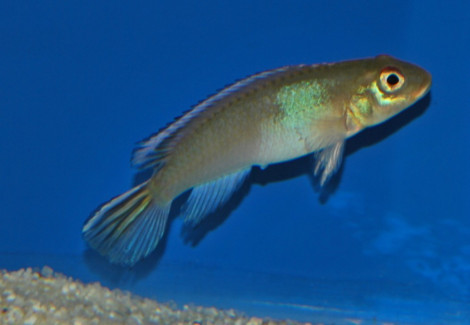 Nanochromis Parilus L
