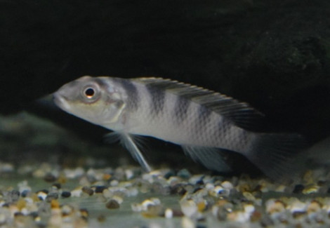 Nanochromis Transvestitus S