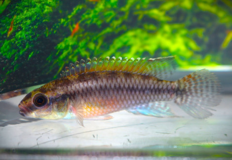 Congochromis Dimidiatus Mambili S/M