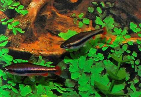 Nannostomus Beckfordi L