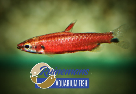 Nannostomus Amaya M