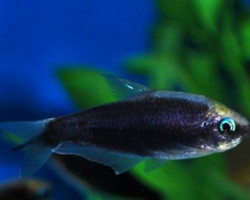 Nematobrycon Palmeri Black M