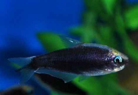 Nematobrycon Palmeri Black M
