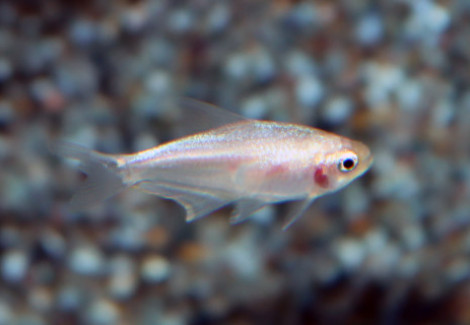 Nematobrycon Palmeri White M