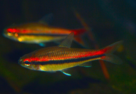 Neolebias Trewavasae M