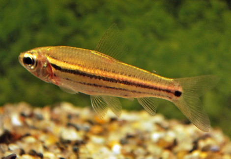 Neolebias Trilineatus M