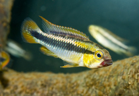 Apistogramma Sp. Abacaxis L