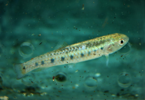 Lebiasina Multimaculata  M