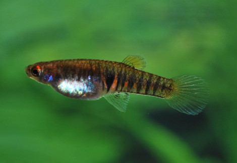 Neoheterandria Elegans S
