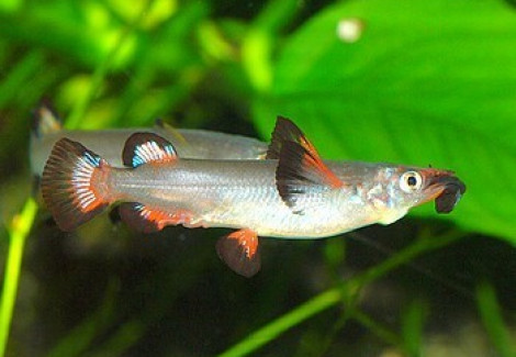 Nomorhamphus Liemi Xl