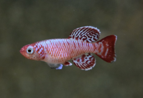 Nothobranchius Eggersi  M