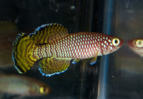 Nothobranchius Korthausae Mafia Island M