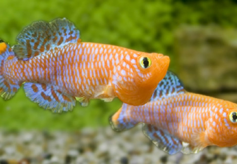 Nothobranchius Rachovii L