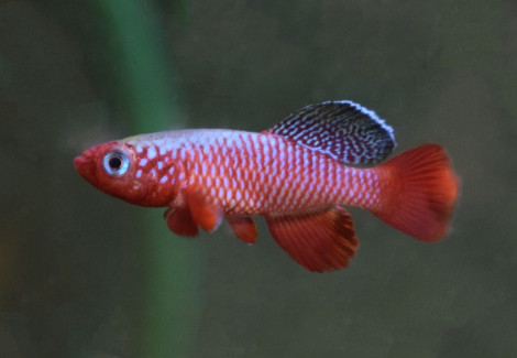 Nothobranchius Rubripinnis M