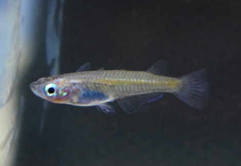 Oryzias Latipes Tancho S