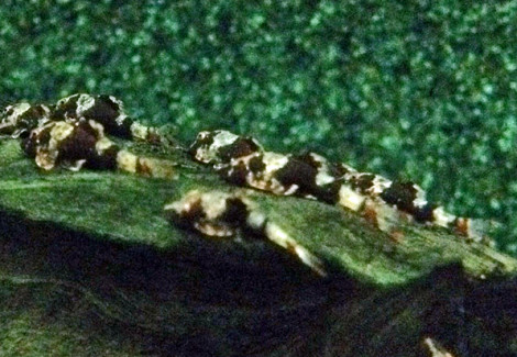Rhinotocinclus Isabelae M