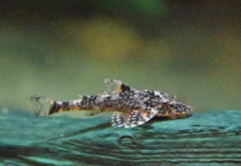 Parotocinclus Eppleyi M