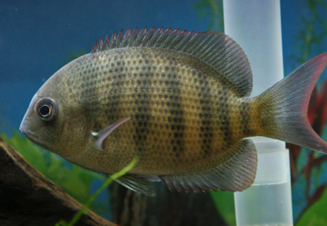Paretroplus Menarambo S