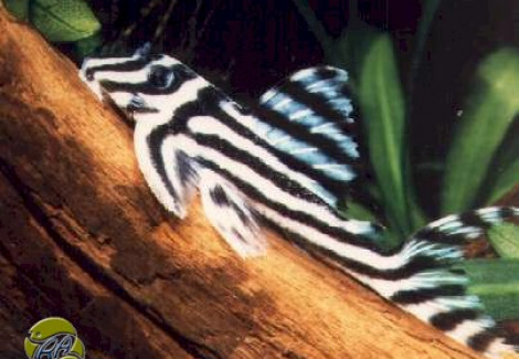 L046 Hypancistrus Zebra L