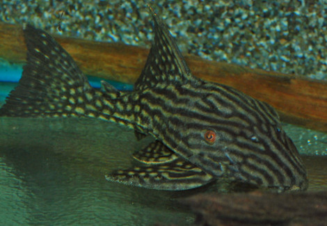 L330 Panaque Cf. Nigrolineatus Xxl