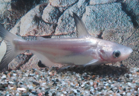 Pangasius Sanitwongsei S