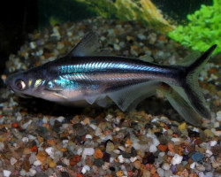 Pangasianodon Hypophthalmus L