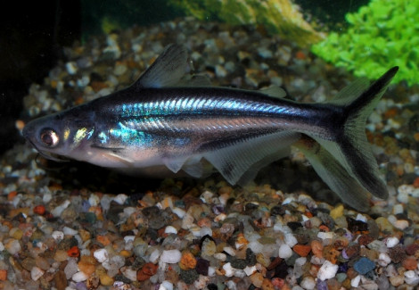 Pangasianodon Hypophthalmus L
