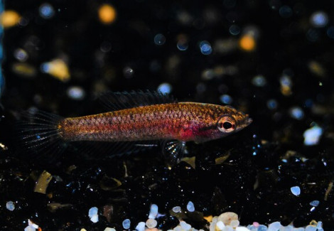 Parosphromenus Parvulus M