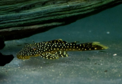 L067 Pseudancistrus Asurini M/L