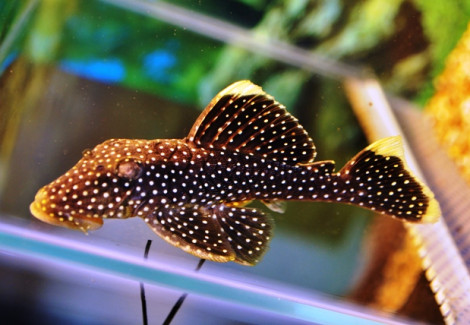 L081 Baryancistrus Sp. Xl