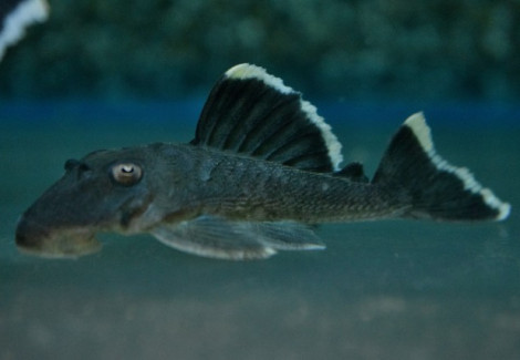 L047 Baryancistrus Chrysolomus S/M