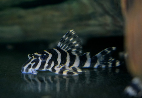 L134 Peckoltia Compta M/L