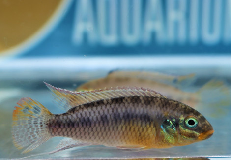 Pelvicachromis Kribensis Konya M