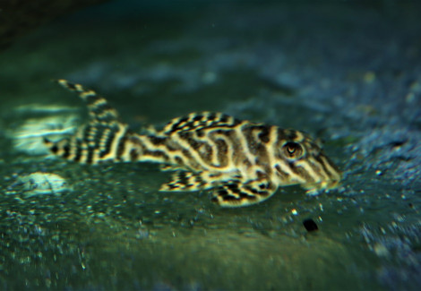 L287 Hypancistrus Sp. S/M