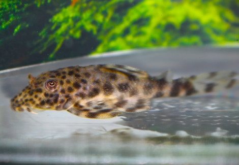 L205 Peckoltia Sp. S/M