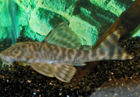 L377 Peckoltia Sp. L