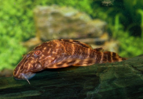 L104 Panaqolus Maccus S/M