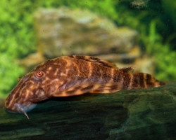 Peckoltia Vittata M