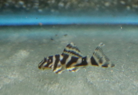 L080 Peckoltia Sp. M