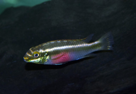 Pelvicachromis Sacrimontis  S/M