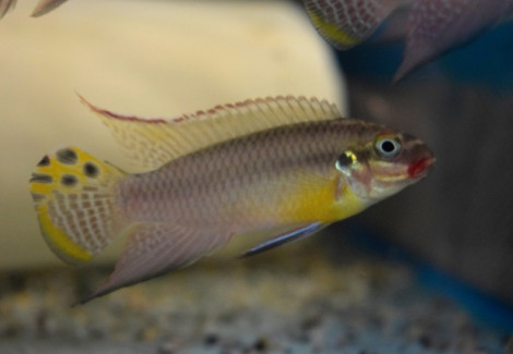 Pelvicachromis Kribensis Lobe M