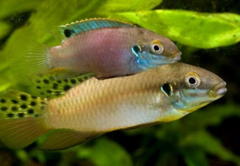 Enigmatochromis Lucanusi M