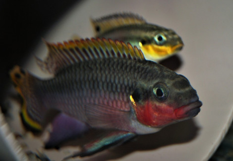 Pelv. Taeniatus Nigeria Red M