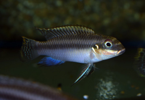Pelvic. Taeniatus Nigeria Green M/L