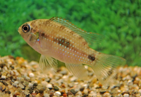 Anomalochromis Thomasi L