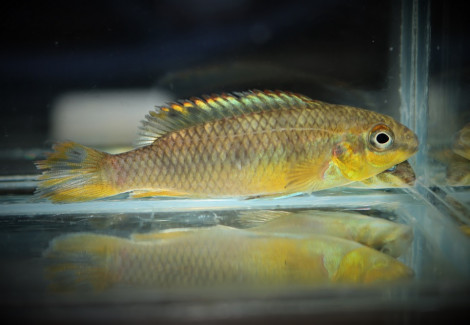 Pelvicachromis Pulcher Ndonga L
