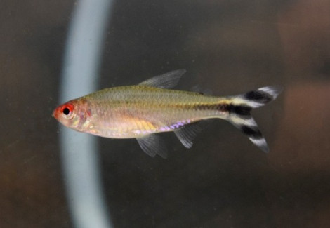 Petitella Georgiae Xl